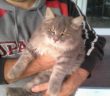 gatto_quattro_strade_cerca_adozione_antonella_lunari_