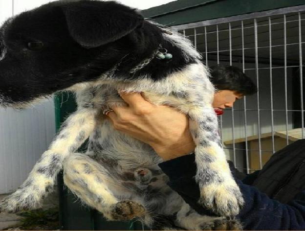 cane_accalappiato_antrodoco_bianconero