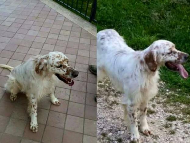 cane_alì_p&f