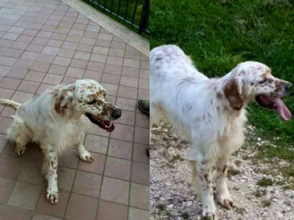 Alì si è smarrito a Montenero in Sabina. Qualcuno lo ha visto?