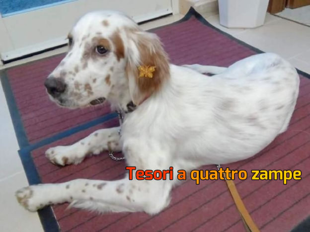 cane_baky
