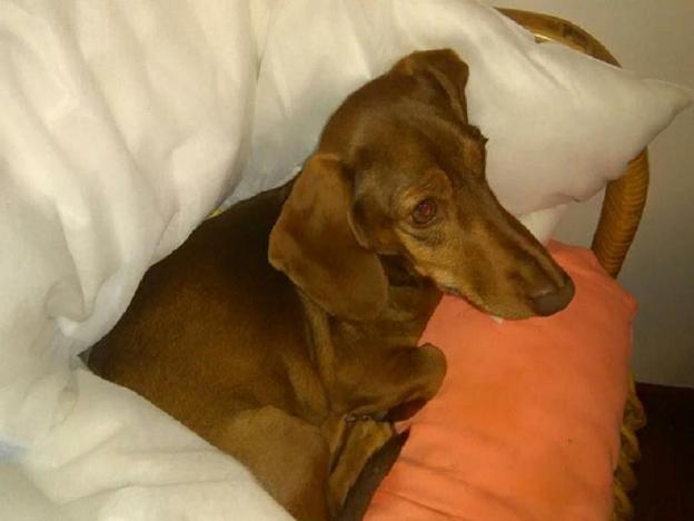cane_bassotto_rimessaggio_cotral