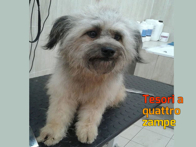 cane_biondo_canile_sanitario_adf