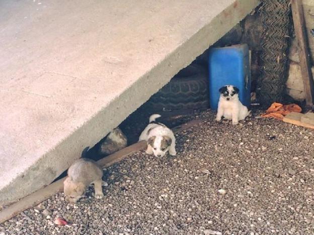 cane_cagnolini_carrano_adozione_p&f