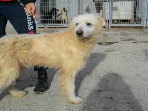 cane_cagnolone_maremmano_canile_sanitario_adf