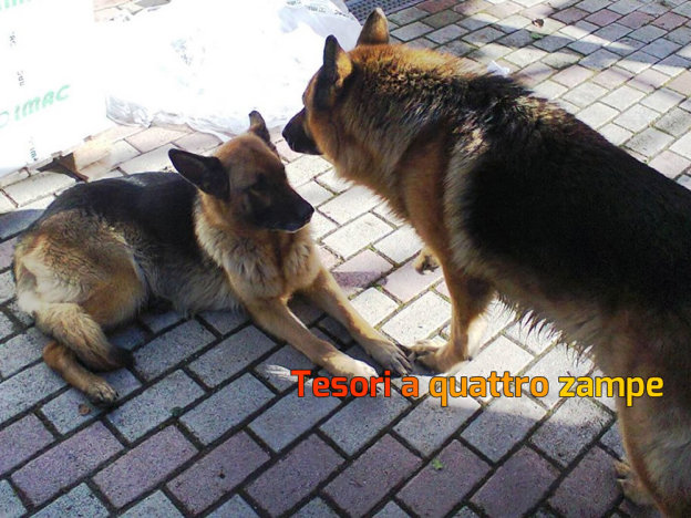 cane_cani_pastore_tedesco_smarriti_campoloniano