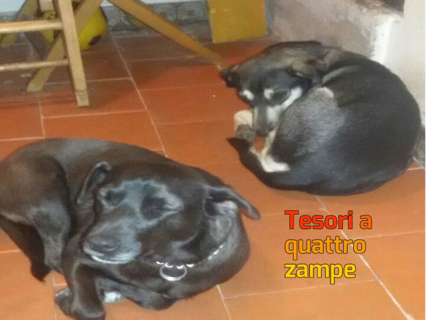 cane_cani_zorro_e_bandito_vdr