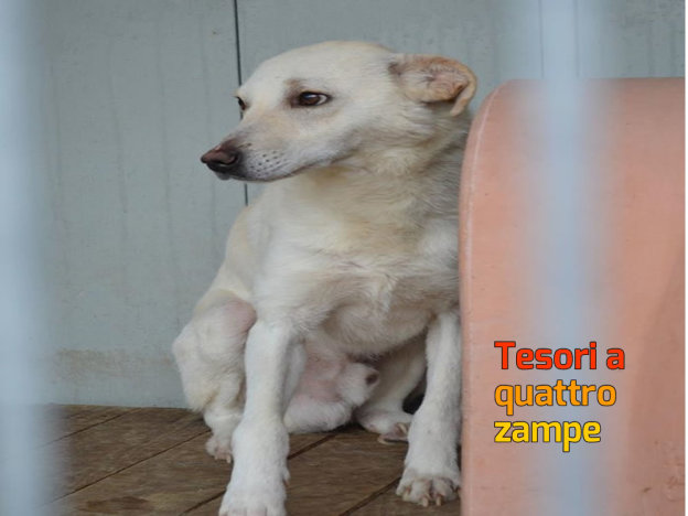 cane_canile_sanitario_12_adf