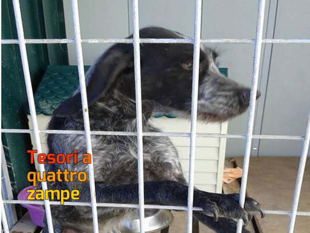 cane_canile_sanitario_14_adf
