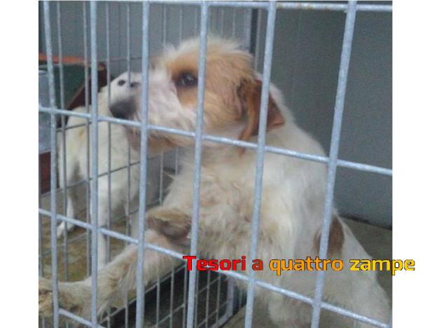 cane_canile_sanitario_adf52