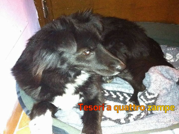 cane_carlotta_mtr