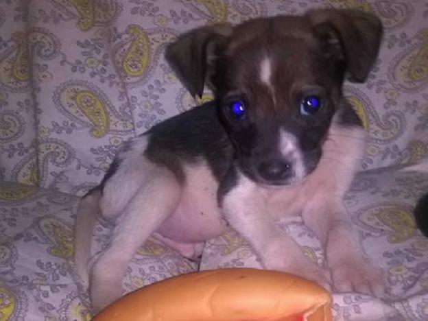 cane_charlie_filomena_casadei_raffy