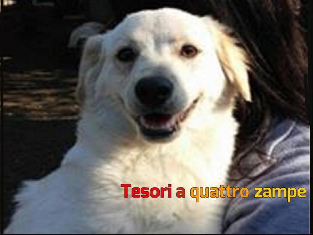 cane_charlie_imma_mirto