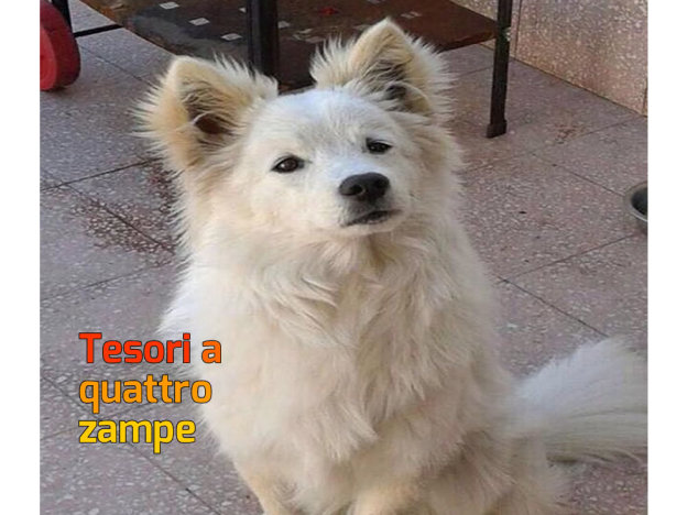 cane_chicco_laura_scicolone_raffy