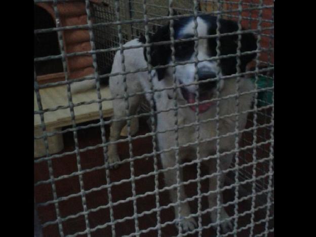 cane_chico_adf2