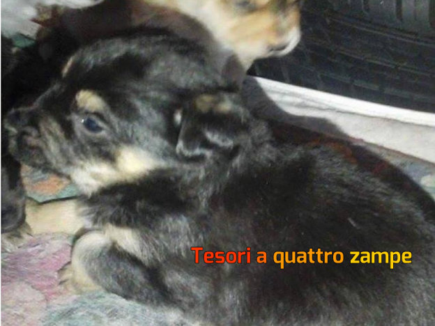 cane_claudia_tiberti_femmina_2