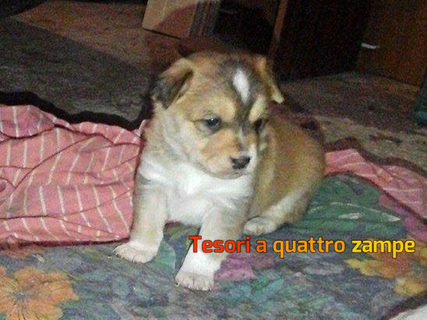 cane_claudia_tiberti_maschio