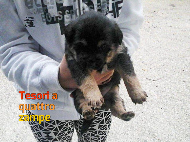 cane_claudia_tiberti_maschio_2