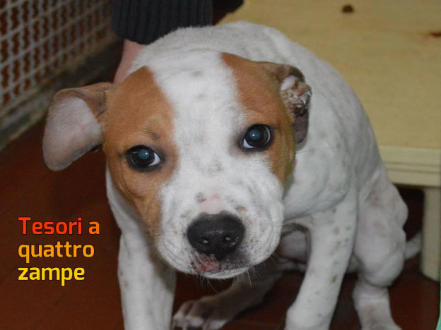 cane_cucciolo_pitbull