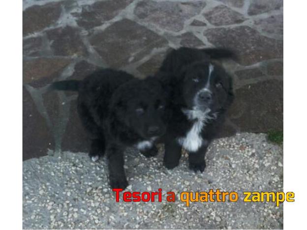 cane_cucicoli_belga_adf
