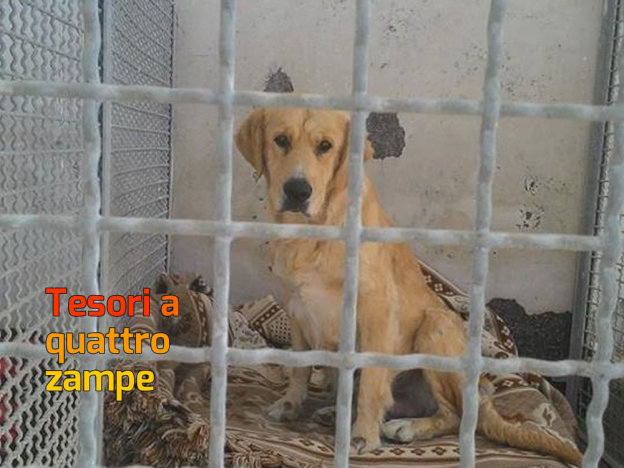 cane_femmina_canile_sanitario_adf