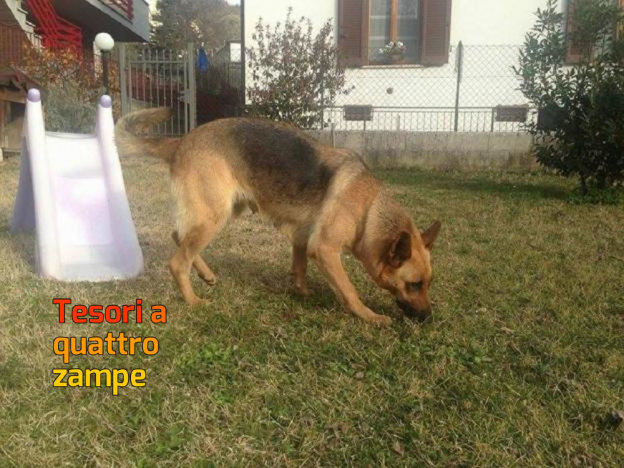 cane_femmina_pastore_tedesco_salaria_per_roma_adf2