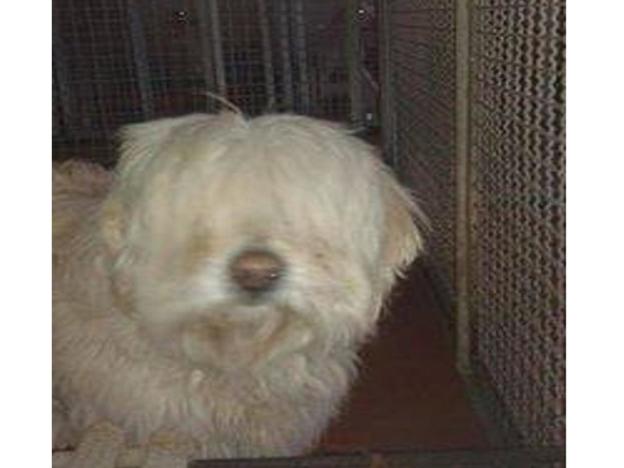cane_lagotto_canile_sanitario_adf