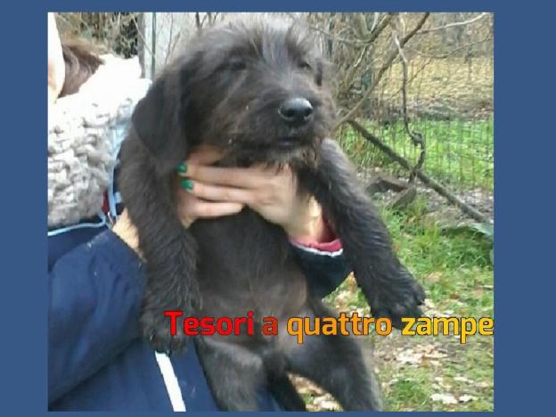 cane_licinese_poggio_moiano_marzia_bellini