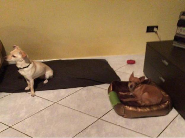 cane_luce_adottata
