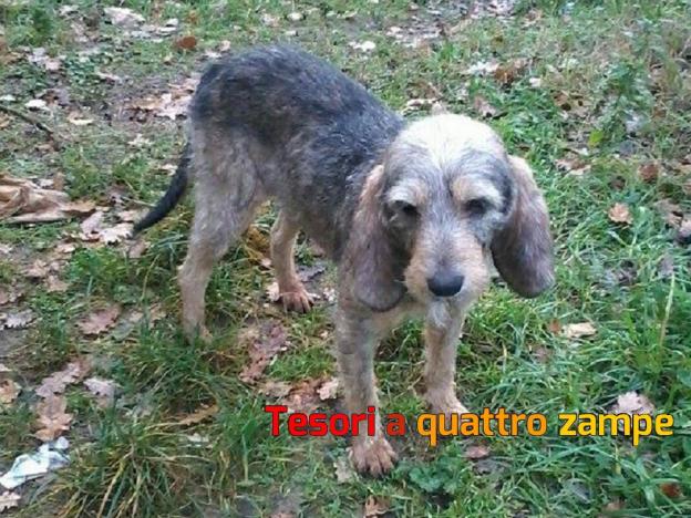 cane_mamma_poggio_moiano