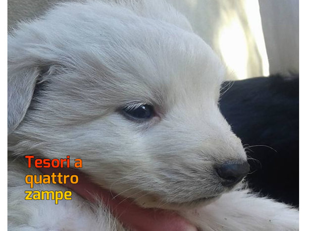 cane_maremmano_adf