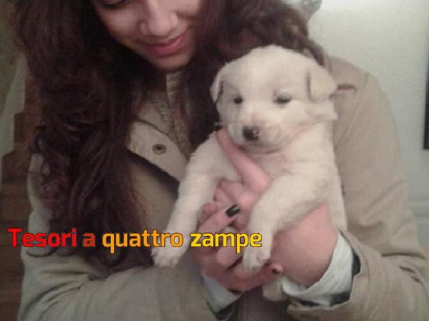 cane_maremmano_adottata_da_gioia