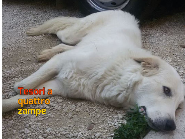 cane_maremmano_canneto_sabino_mtr