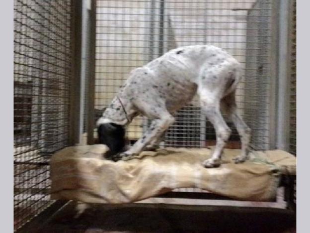 cane_maschio_canile_sanirio_adf4245278