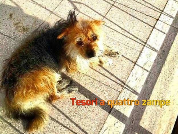 cane_messi_gianni_nesta