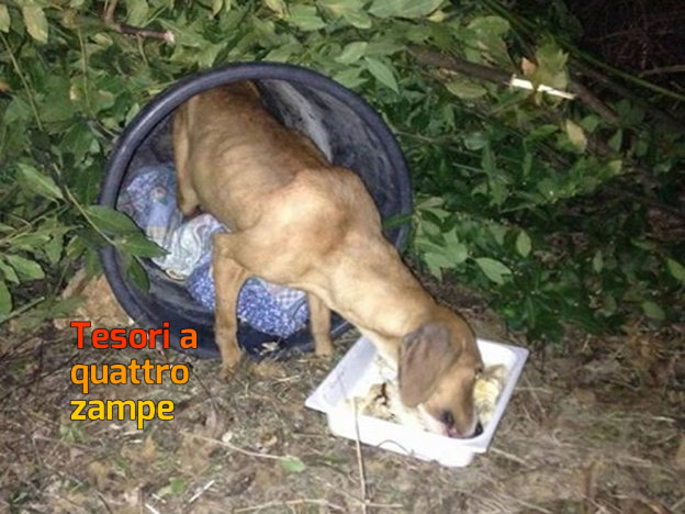 cane_mtr_comparso_dal_nulla