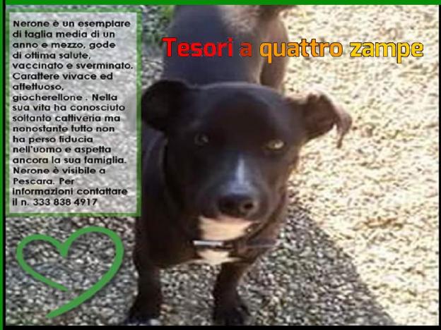 cane_nerone_pescara_sonia_marini