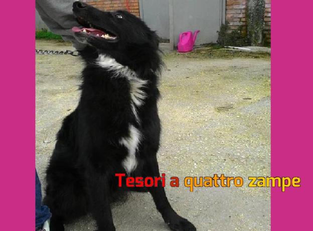 cane_offeio_canile_sanitario