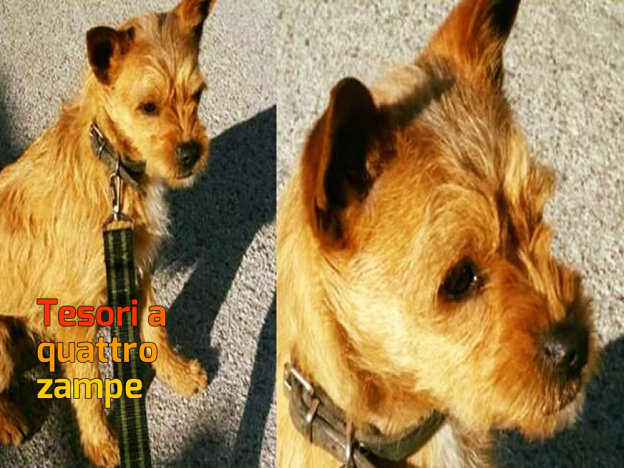 cane_p&f