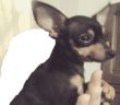 cane_pincher_isabella_mascagna_