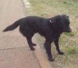 cane_pista_ciclabile_