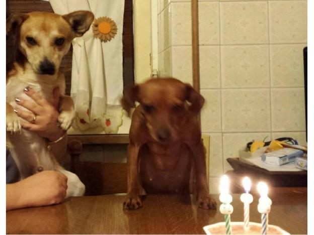 cane_raffy_blasco_e_bimba