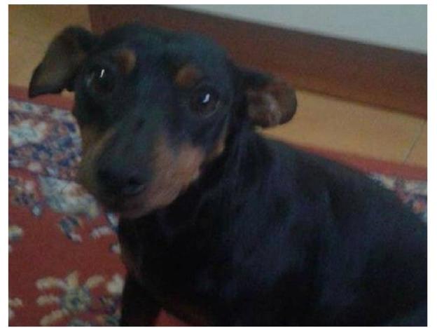 cane_raffy_maltrattato_cerca_adozione