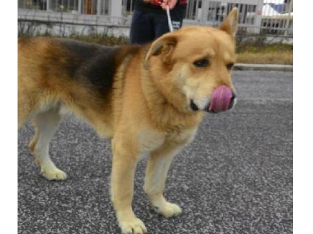 cane_rocky_canile_sanitario_adf