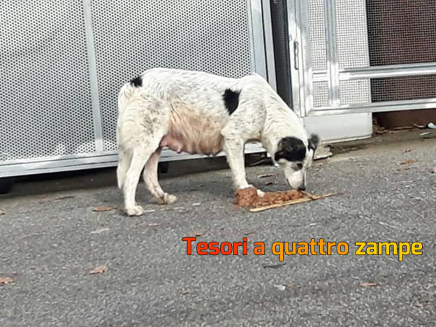 cane_roma_stallo_emma_spagnolo_raffy