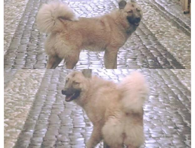cane_sirio_p&f
