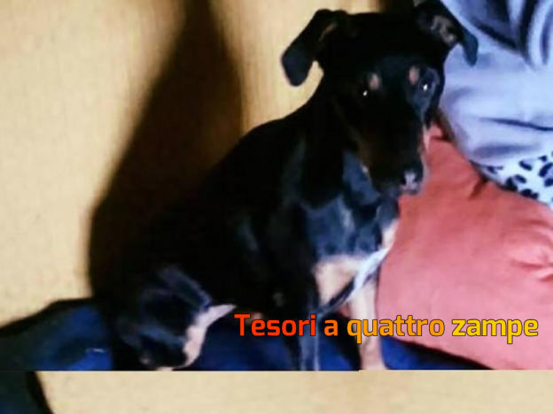 cane_sissi_p&f