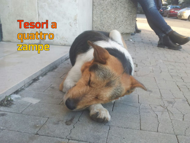 cane_stazione_rieti