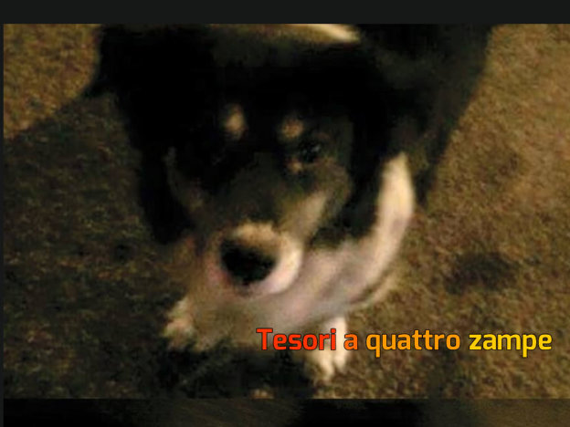 cane_stazione_stimigliano_p&f