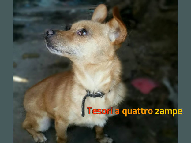 cane_taglia_piccola_adozione_mari_skyline